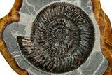 Ammonite (Speetoniceras) Fossil in Decorative Simbircite Display #228076-1